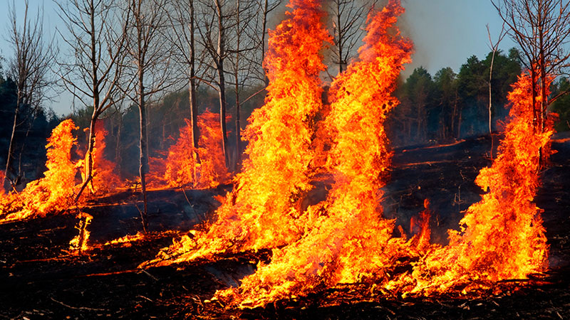 Alberi in fiamme